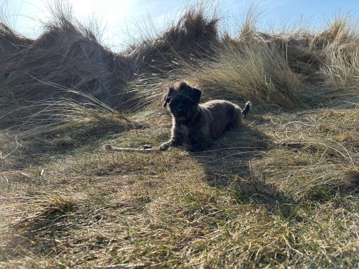 Hund liegt entspannt auf einer wiesenartigen Fläche mit hohem Gras.