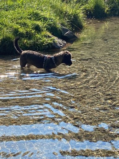 Hund wassert im klaren Fluss, umgeben von grünem Gras und Steinen.