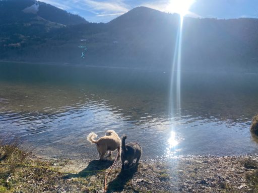 Zwei Hunde stehen am Ufer eines klaren Sees, im Hintergrund Berge und Sonnenschein.