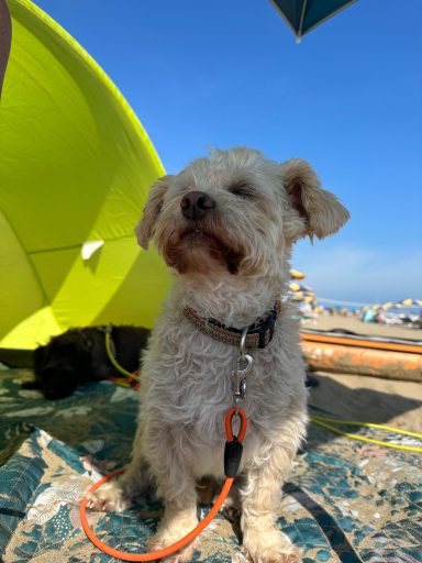 Kleiner, wuscheliger Hund mit Halsband, sitzt am Strand unter einem Sonnenschirm.