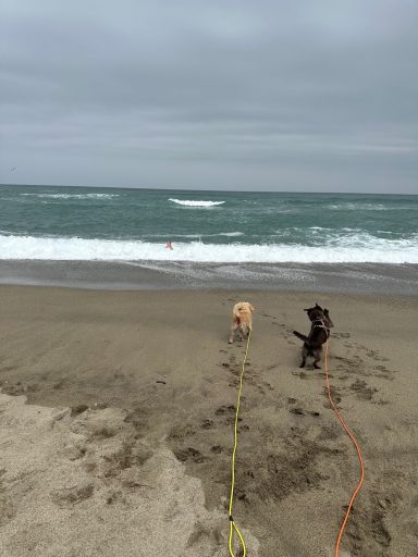 Hund am Strand, Wellen brechen, grauer Himmel, zwei Personen am Wasser.