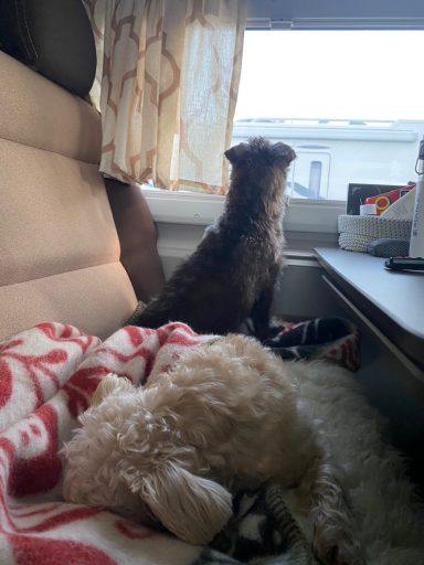 Zwei Hunde am Fenster; einer steht und schaut hinaus, der andere liegt schlafend.