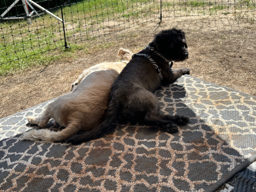 Zwei Hunde liegen nebeneinander auf einer Decke im Freien.