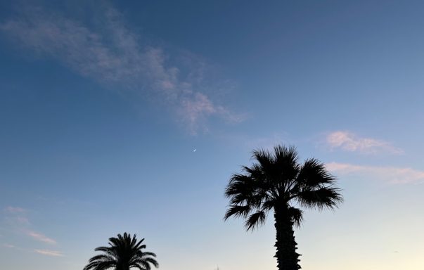Palmen silhouetten gegen einen klaren, blauen Himmel bei Sonnenuntergang.