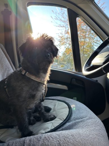 Ein Hund sitzt auf einem Autositz und blickt aus dem Fenster bei sonnigem Wetter.