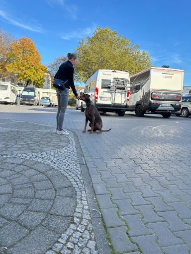 Frau mit Hund in einem Park, umgeben von Wohnmobilen und herbstlichen Bäumen.