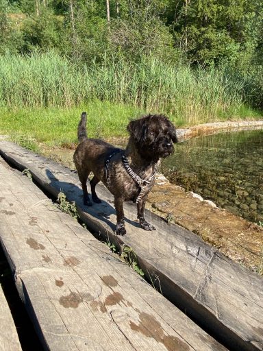 Schwarzer Hund steht auf einem Holzsteg neben einem Gewässer, umgeben von grünem Gras.
