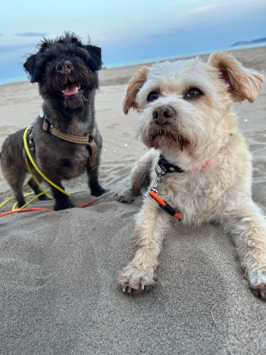Zwei Hunde liegen im Sand am Strand, einer ist braun und der andere schwarz-gräulich.